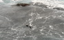 Point Lobos
