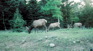 RockyMNP Elk