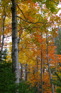 More color