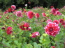 Dahlias