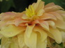 Dahlia