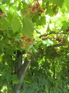 Arbor