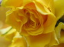 Train station rose