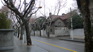 Shanghai French Concession.JPG