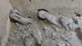 Xain Warriors before restoration.JPG