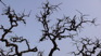 Dragon Tree.JPG