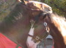 A-B Clydesdales